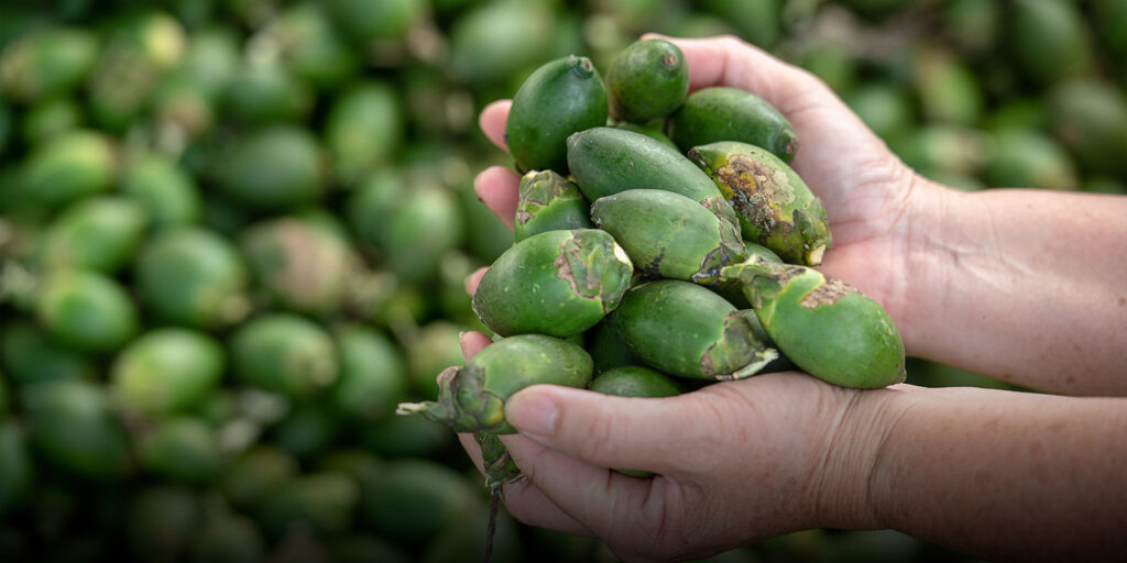 Betel Nuts